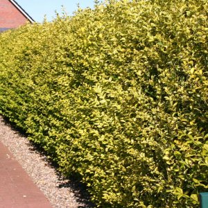 Vtáčí zob vajcolistý (Ligustrum Ovalifolium) ´AUREUM´ - výška 30-50 cm, kont. C2L